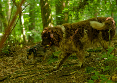 dog walking on a hot day in the woods
