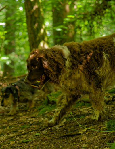 dog walking on a hot day in the woods