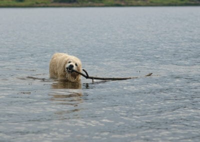 golden retriever with big stick