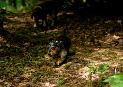 dappled light shining on a dog in the woods