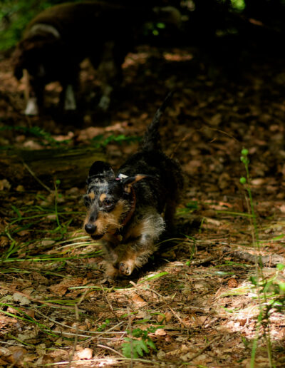 dappled light shining on a dog in the woods