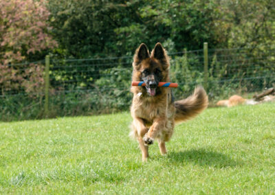 german shepherd running with a kong toy
