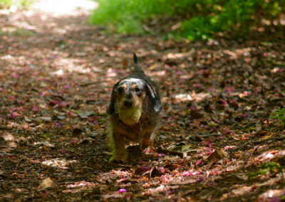 Dachshund with ball in woodlands
