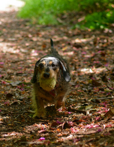 Dachshund with ball in woodlands