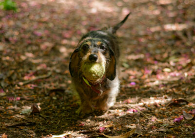 close up of Dachshund with ball in woodlands