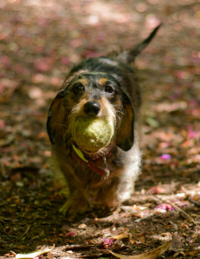 close up of Dachshund with ball in woodlands
