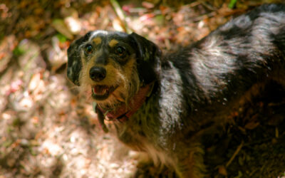 Pretty Perfect mottled, wire haired dachshund portrait