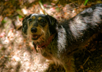 mottled, wire haired dachshund portrait