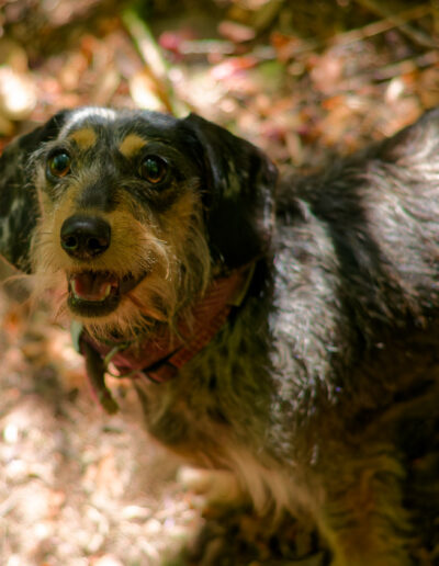 mottled, wire haired dachshund portrait