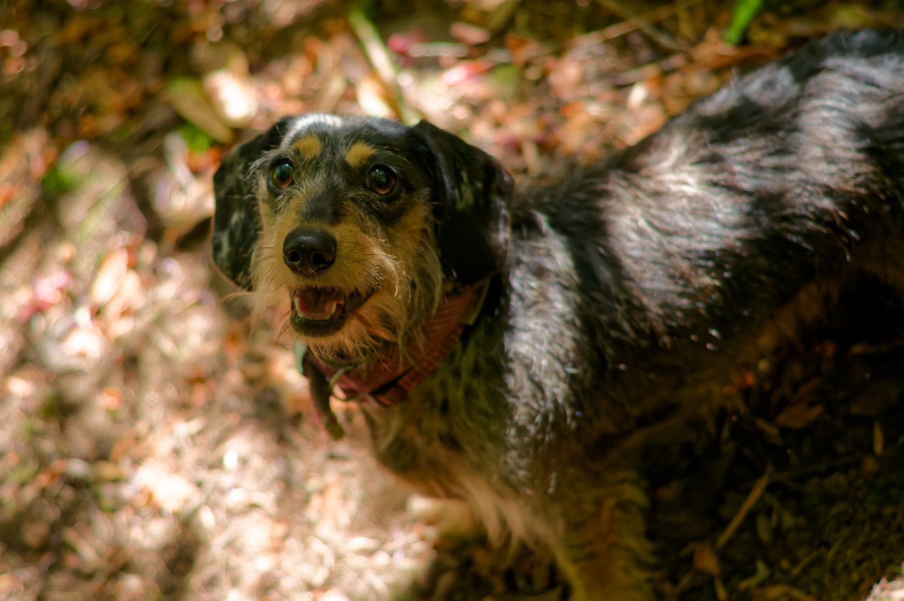 mottled, wire haired dachshund portrait