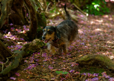 a dachshund dog running on a woodland floor covered in falled rhododendron petals