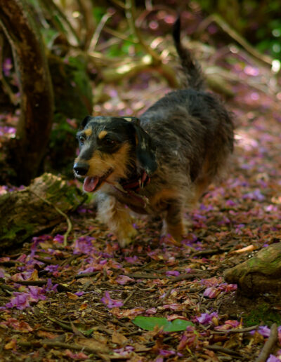 a dachshund dog running on a woodland floor covered in falled rhododendron petals