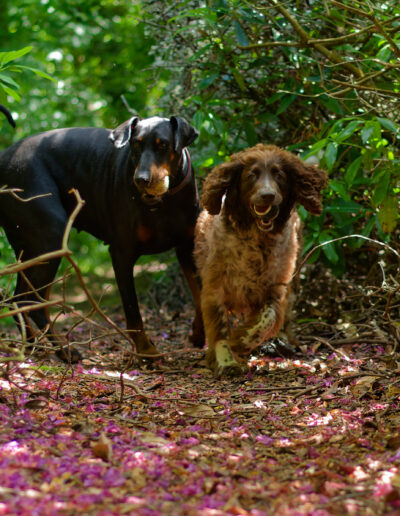 Two dogs on a petal covered woodland