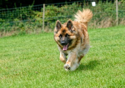 large bear like german shepherd