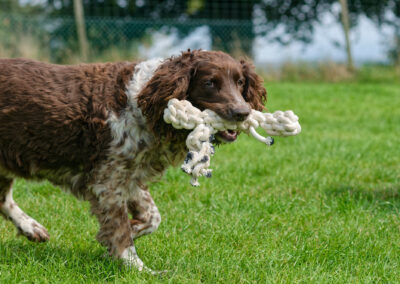 springer spaniel carrying a rope toy