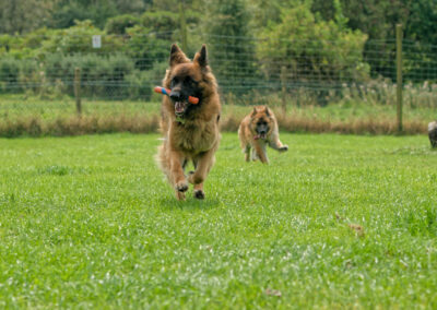 Susi the german shepherd