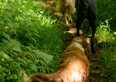 dogs walking a narrow woodland trail