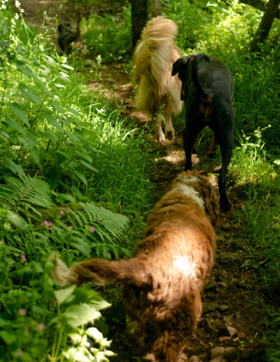 dogs walking a narrow woodland trail