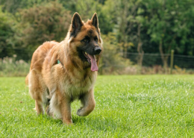 german shepherd portrait