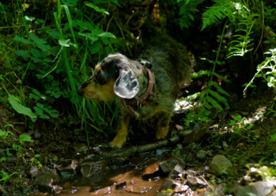 a dachshund standing in a small woodland stream