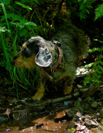 a dachshund standing in a small woodland stream