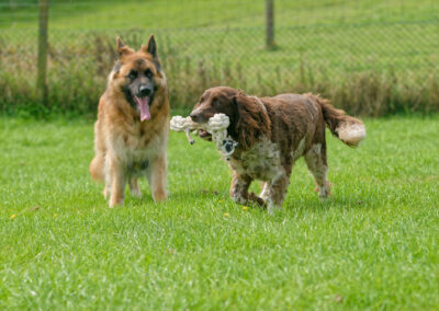german shepherd and springer spaniel