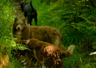 dogs in a narrow woodland trail