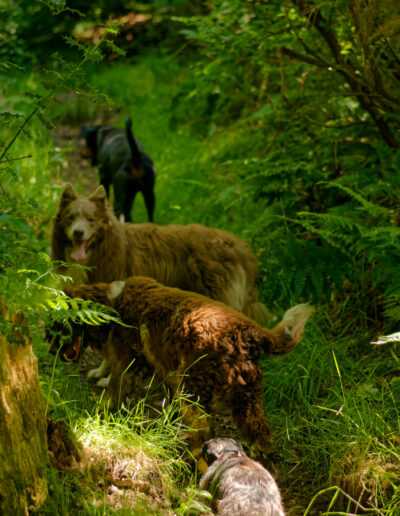 dogs in a narrow woodland trail