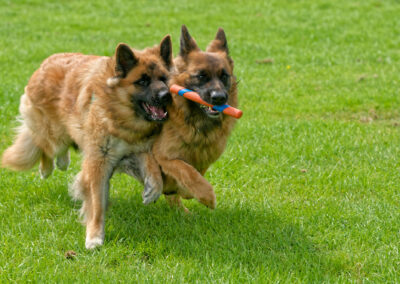 two german shepherds running side by side