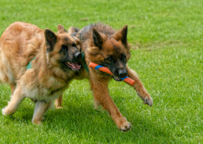 two german shepherds 1 toy