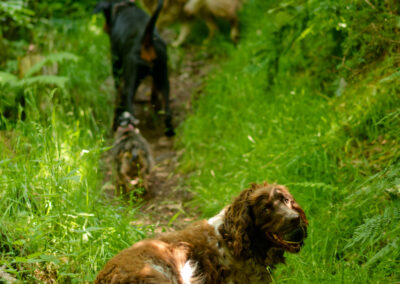 dog walking in a narrow woodland trail