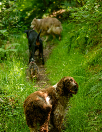 dog walking in a narrow woodland trail