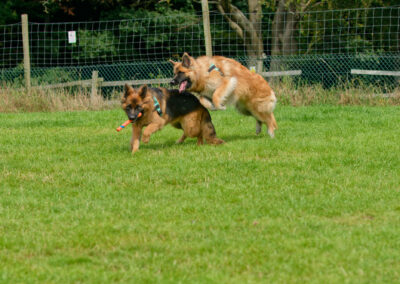 two german shepherds playing