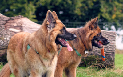 side photo of two german shepherds