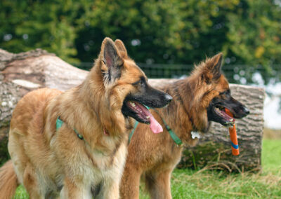 side photo of two german shepherds