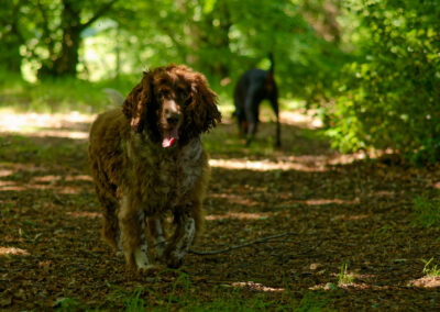 liver and white springer spaniel in finlaystone