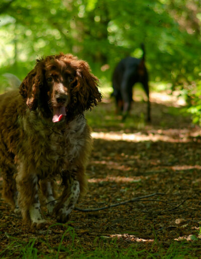 liver and white springer spaniel in finlaystone