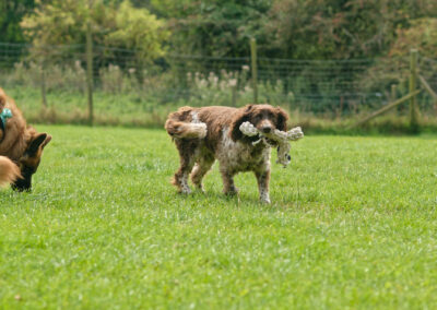 springer spaniel with rope toy