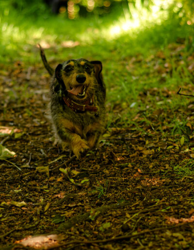 wire haired dachshund in the woods