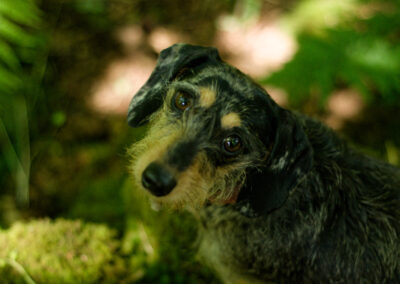 close up photo of a wire haired dachshund