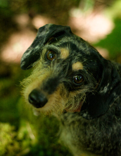 close up photo of a wire haired dachshund