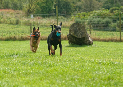 german shepherd chasing a doberman