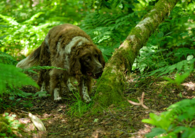 springer spaniel smelling a tree in the woods