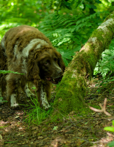 springer spaniel smelling a tree in the woods
