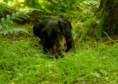 doberman lying down with two tennis balls in the woods
