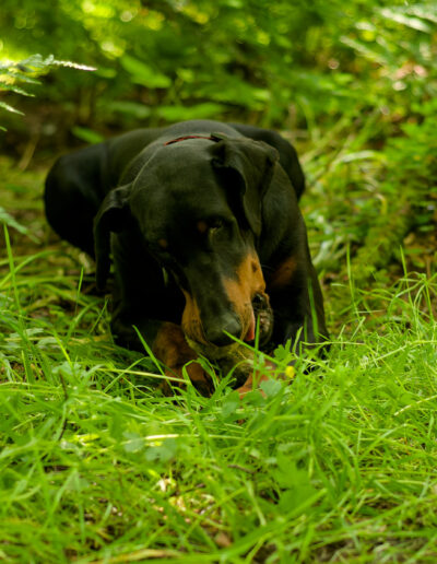doberman lying down with two tennis balls in the woods