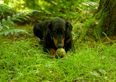 doberman lying down with tennis ball