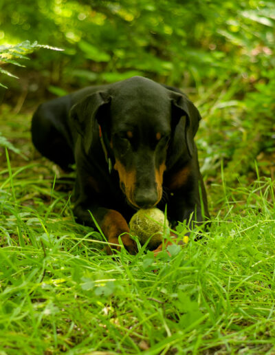 doberman lying down with tennis ball
