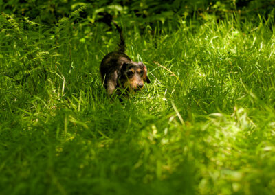 dachshund running through long woodland grass