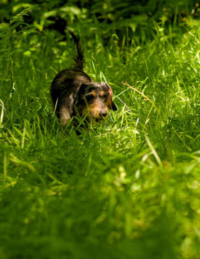 dachshund running through long woodland grass